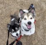 Darcy (with Kapri), an adoptable Pomsky in Hillsboro, OR, 97124 | Photo Image 1