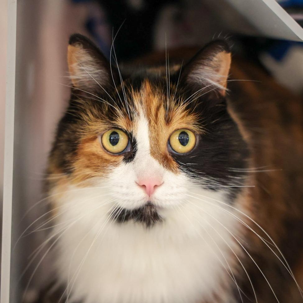 Enlarge Callie, a Adoptable mixed breed in Santa Barbara, CA image 1/3