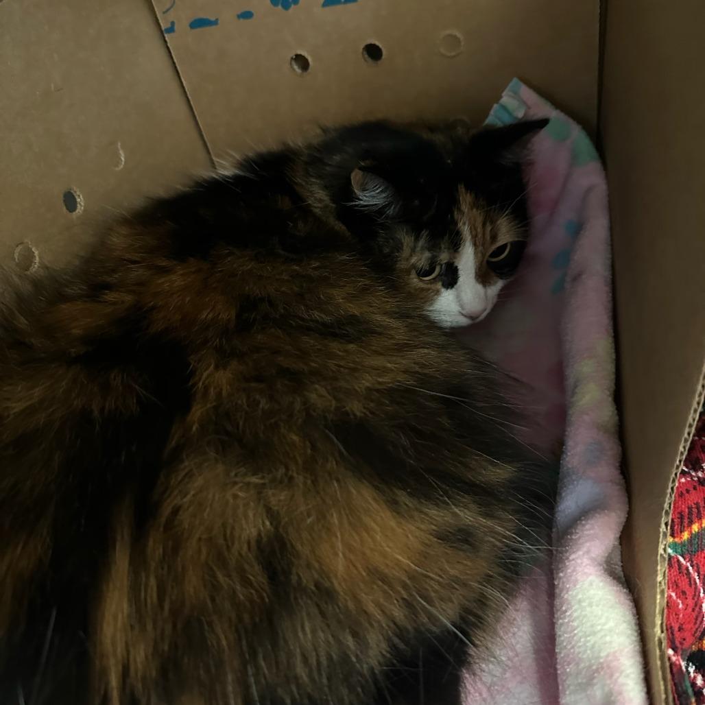 Enlarge Callie, a Adoptable mixed breed in Santa Barbara, CA image 3/3