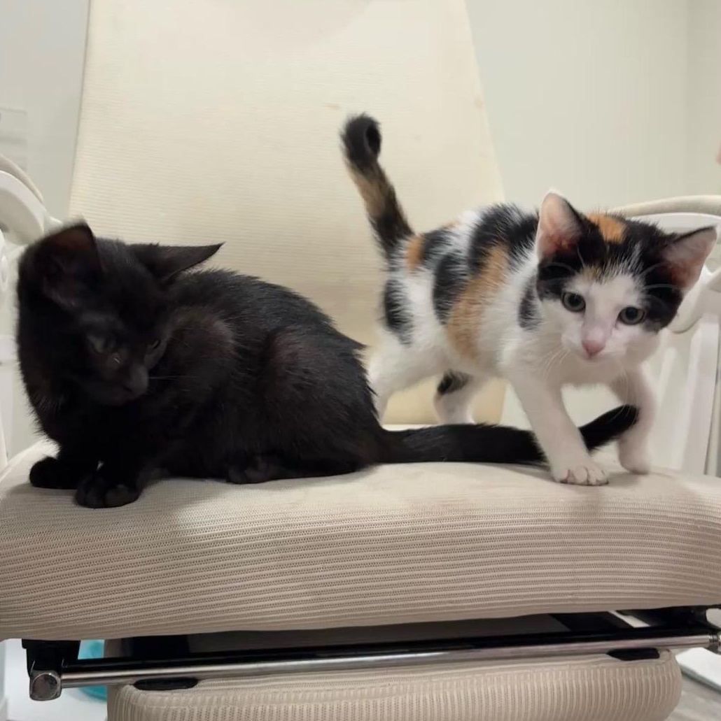 Michu & Maskara The Perfect Family Pets, adopted, Kitten Male Calico & Domestic Short Hair.