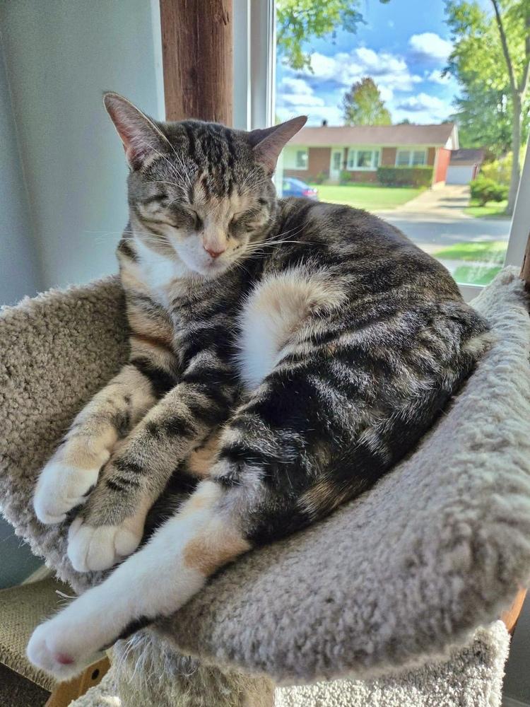 Enlarge Mia Ann, a Adoptable Domestic Short Hair in Chicago, IL image 1/6