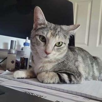 Enlarge Mia Ann, a Adoptable Domestic Short Hair in Chicago, IL image 2/6