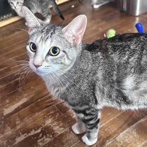 Enlarge Mia Ann, a Adoptable Domestic Short Hair in Chicago, IL image 3/6