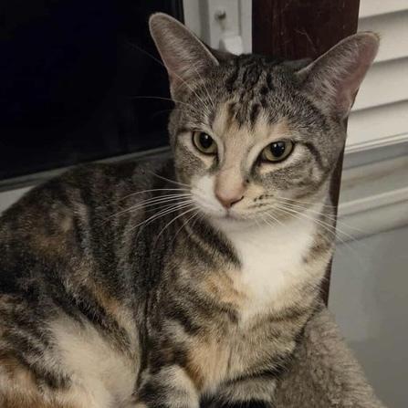 Enlarge Mia Ann, a Adoptable Domestic Short Hair in Chicago, IL image 4/6