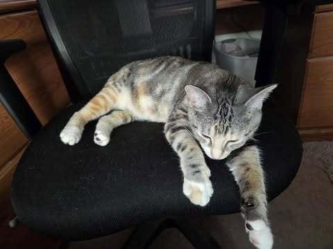 Enlarge Mia Ann, a Adoptable Domestic Short Hair in Chicago, IL image 5/6