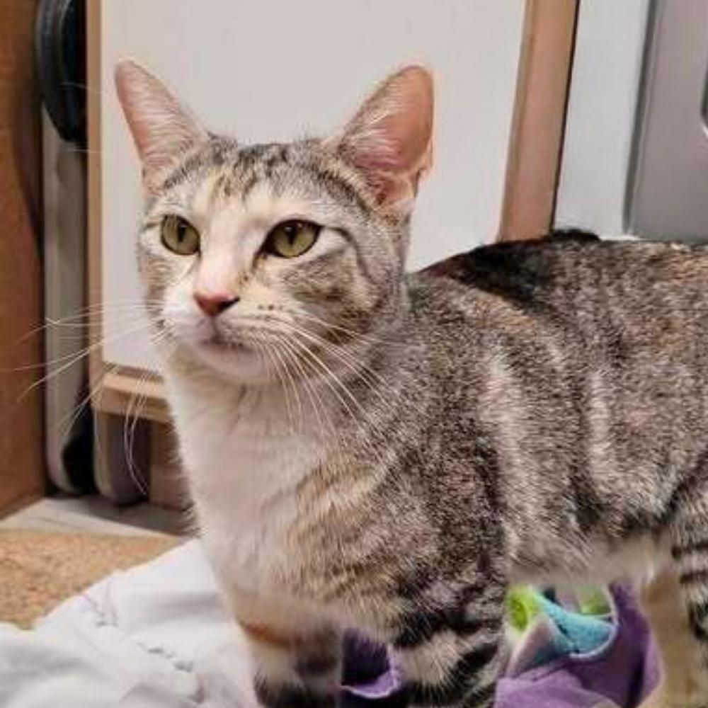 Enlarge Mia Ann, a Adoptable Domestic Short Hair in Chicago, IL image 6/6