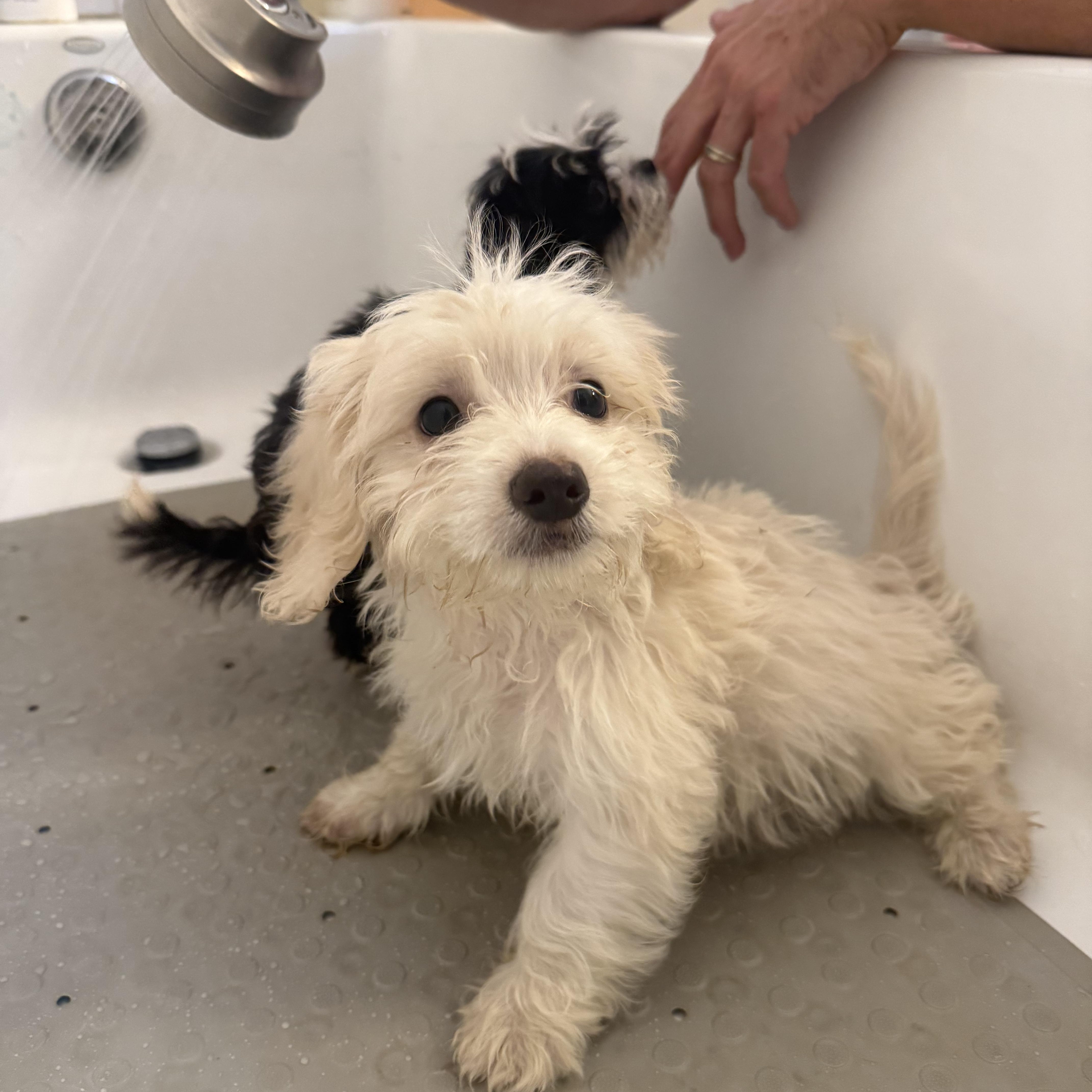 Enlarge Rabbit, a Adoptable Maltese in Sun Valley, CA image 3/4