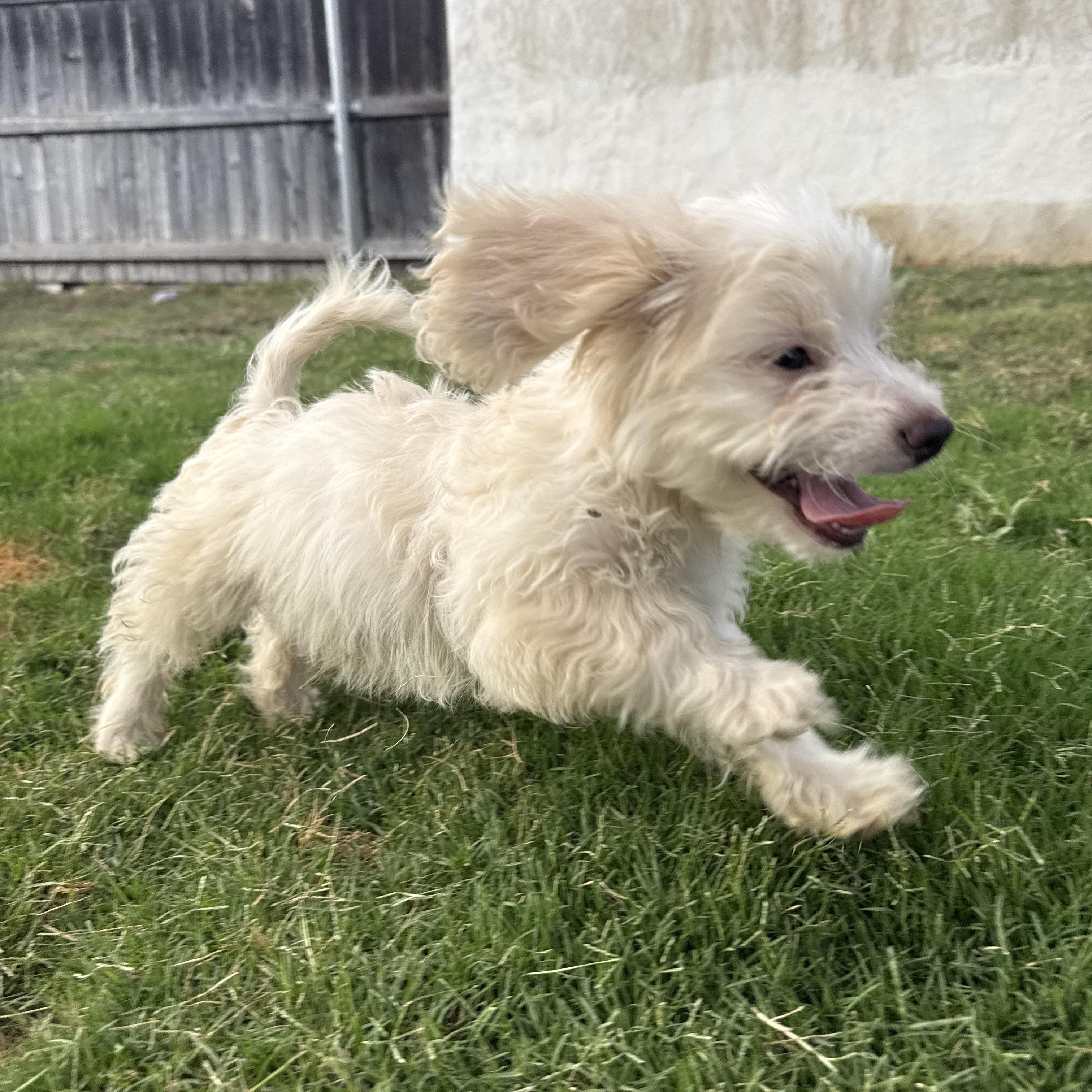 Enlarge Rabbit, a Adoptable Maltese in Sun Valley, CA image 2/4