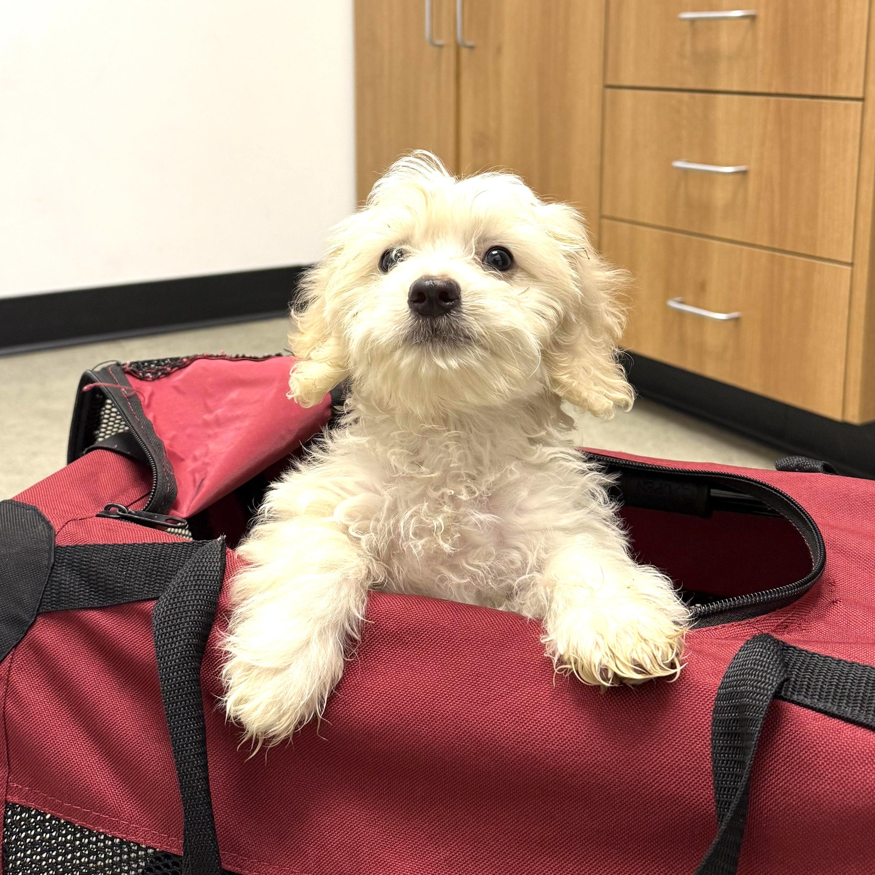 Rabbit, Adoptable, Puppy Female Maltese.