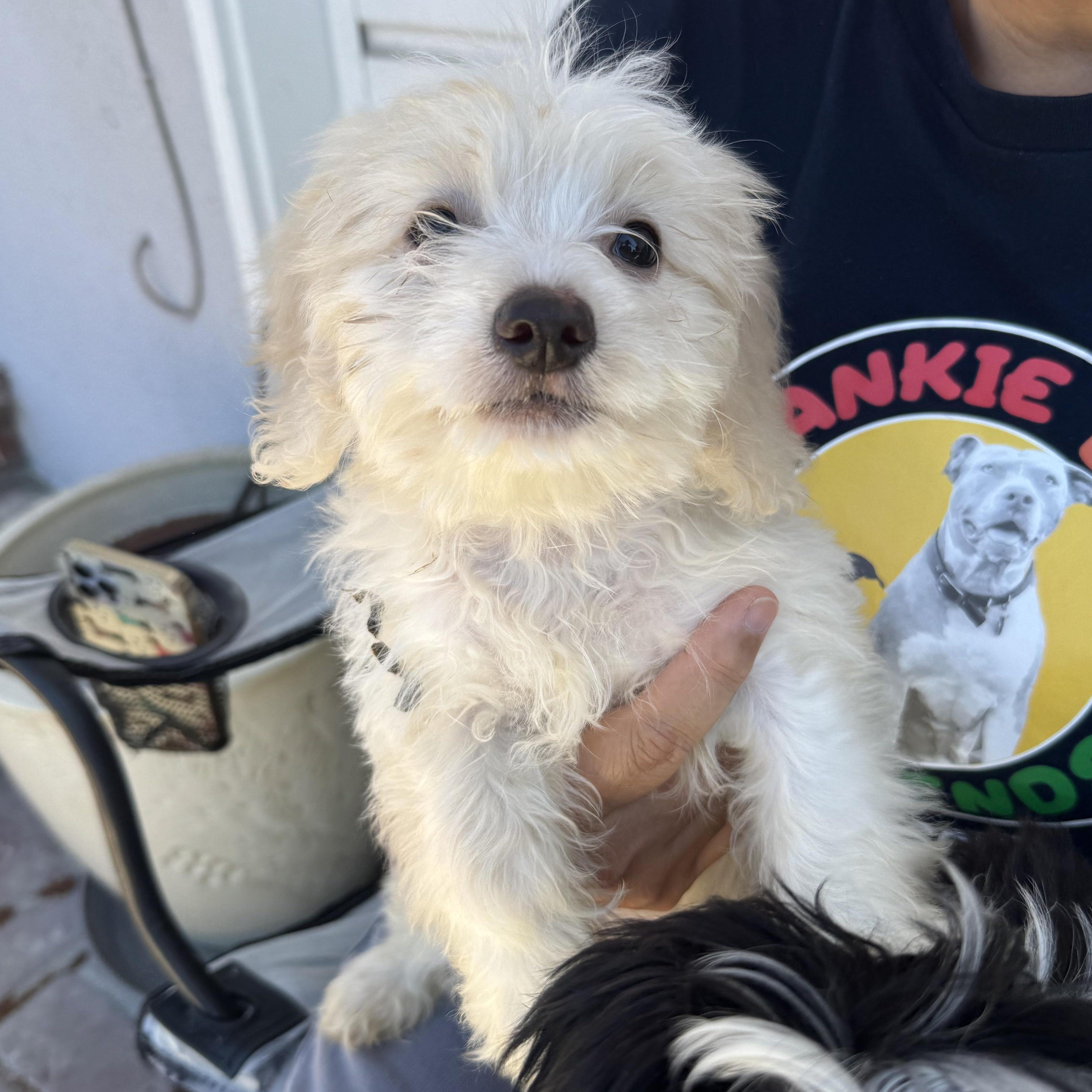 Enlarge Rabbit, a Adoptable Maltese in Sun Valley, CA image 4/4