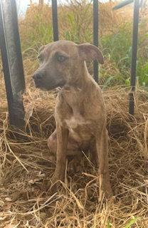 Enlarge Sweetheart- Puppy #2 (CoPAC Litter #2/2026), a Adopted mixed breed in Pleasanton, TX image 1/3