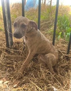 Enlarge Sweetheart- Puppy #2 (CoPAC Litter #2/2026), a Adopted mixed breed in Pleasanton, TX image 2/3