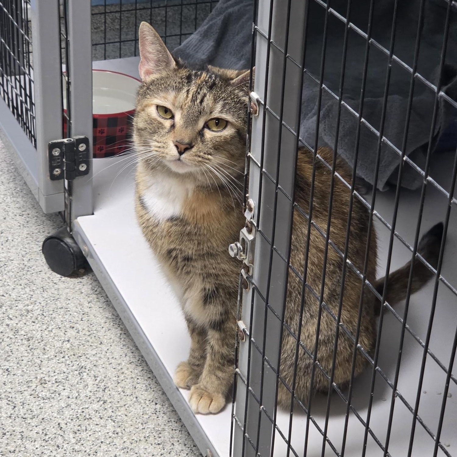 Enlarge Carly, a ADOPTABLE Domestic Short Hair in Carthage, NC image 2/3
