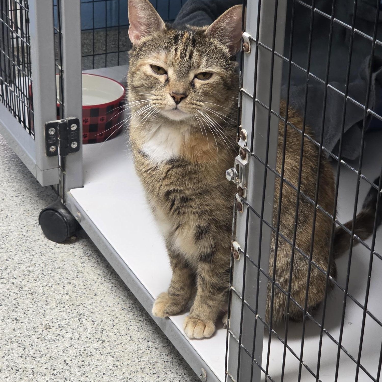 Enlarge Carly, a ADOPTABLE Domestic Short Hair in Carthage, NC image 3/3