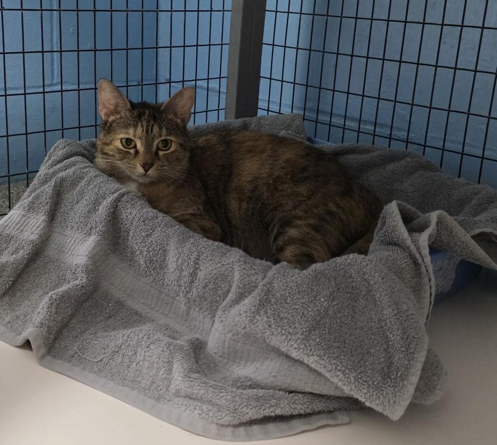 Carly, ADOPTABLE, Young Female Domestic Short Hair.
