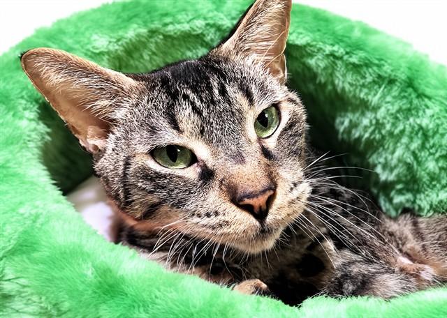 TANNER, Adoptable, Adult Male Domestic Short Hair.