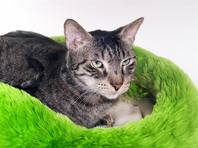 Enlarge TANNER, a Adoptable Domestic Short Hair in Fort Lauderdale, FL image 1/1