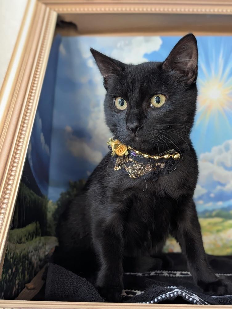 Enlarge Ruby, a Adoptable Domestic Short Hair in Fremont, CA image 1/6