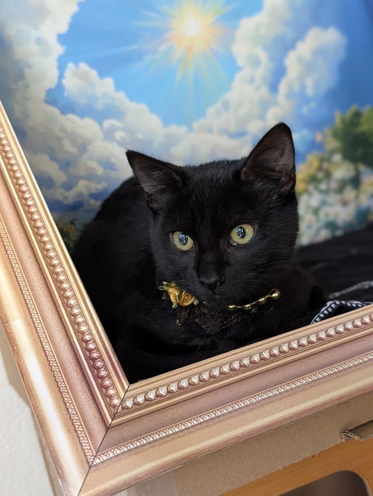 Enlarge Ruby, a Adoptable Domestic Short Hair in Fremont, CA image 2/6