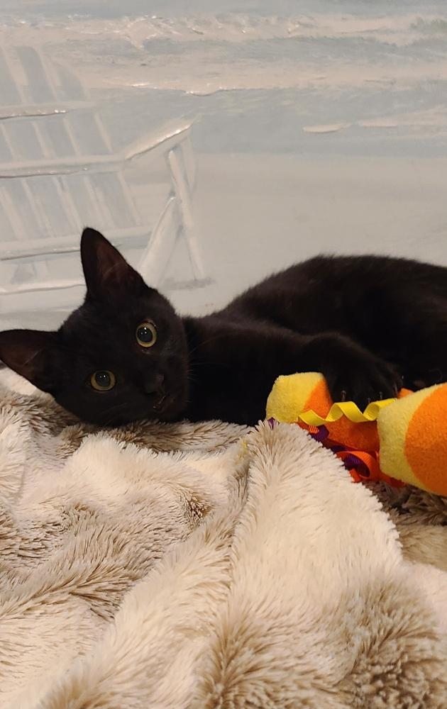 Enlarge Ruby, a Adoptable Domestic Short Hair in Fremont, CA image 3/6