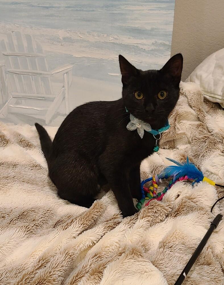 Enlarge Ruby, a Adoptable Domestic Short Hair in Fremont, CA image 3/6