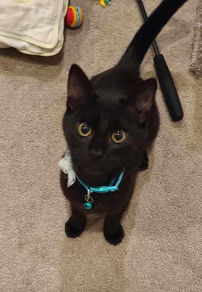 Enlarge Ruby, a Adoptable Domestic Short Hair in Fremont, CA image 4/6