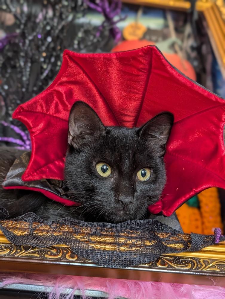 Enlarge Ruby, a Adoptable Domestic Short Hair in Fremont, CA image 5/6