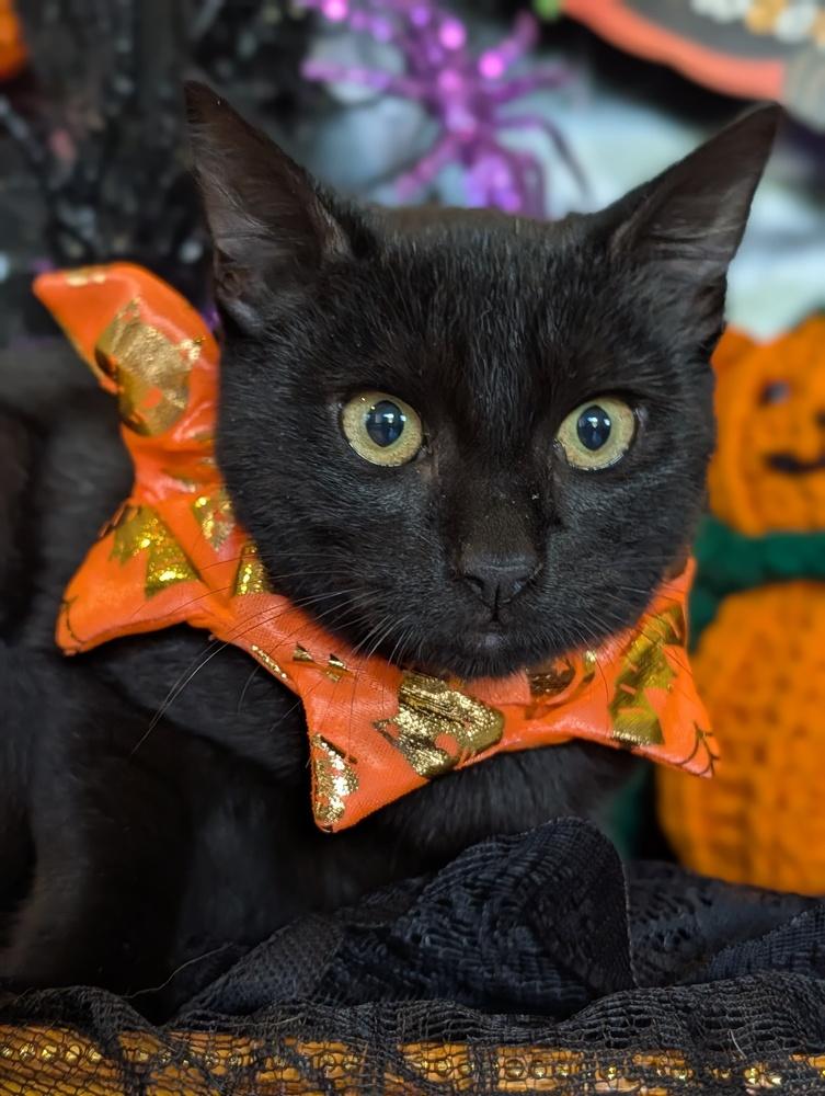 Enlarge Ruby, a Adoptable Domestic Short Hair in Fremont, CA image 6/6