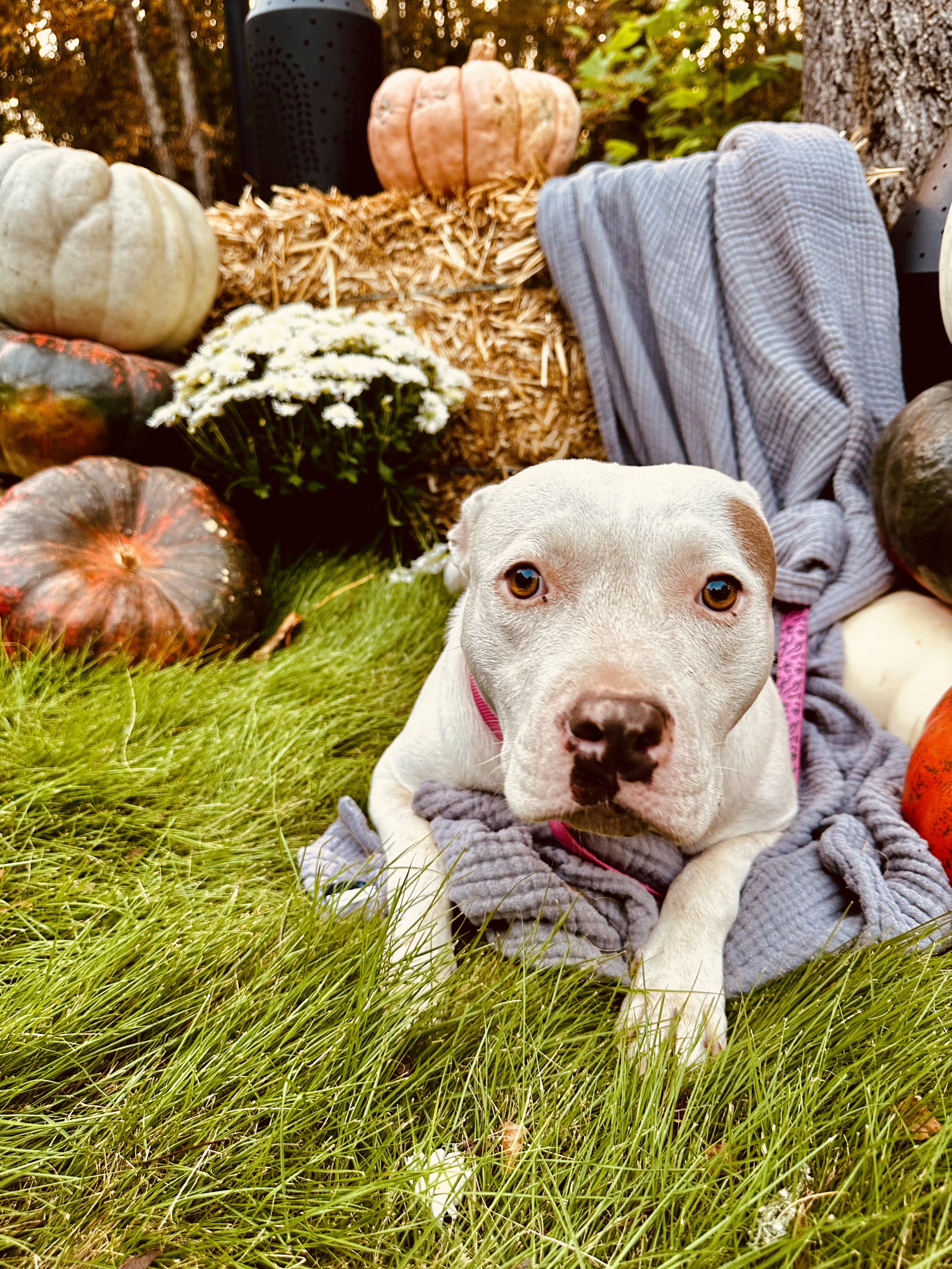 Enlarge BettyLou, a Adoptable Pit Bull Terrier in Baldwyn, MS image 4/6