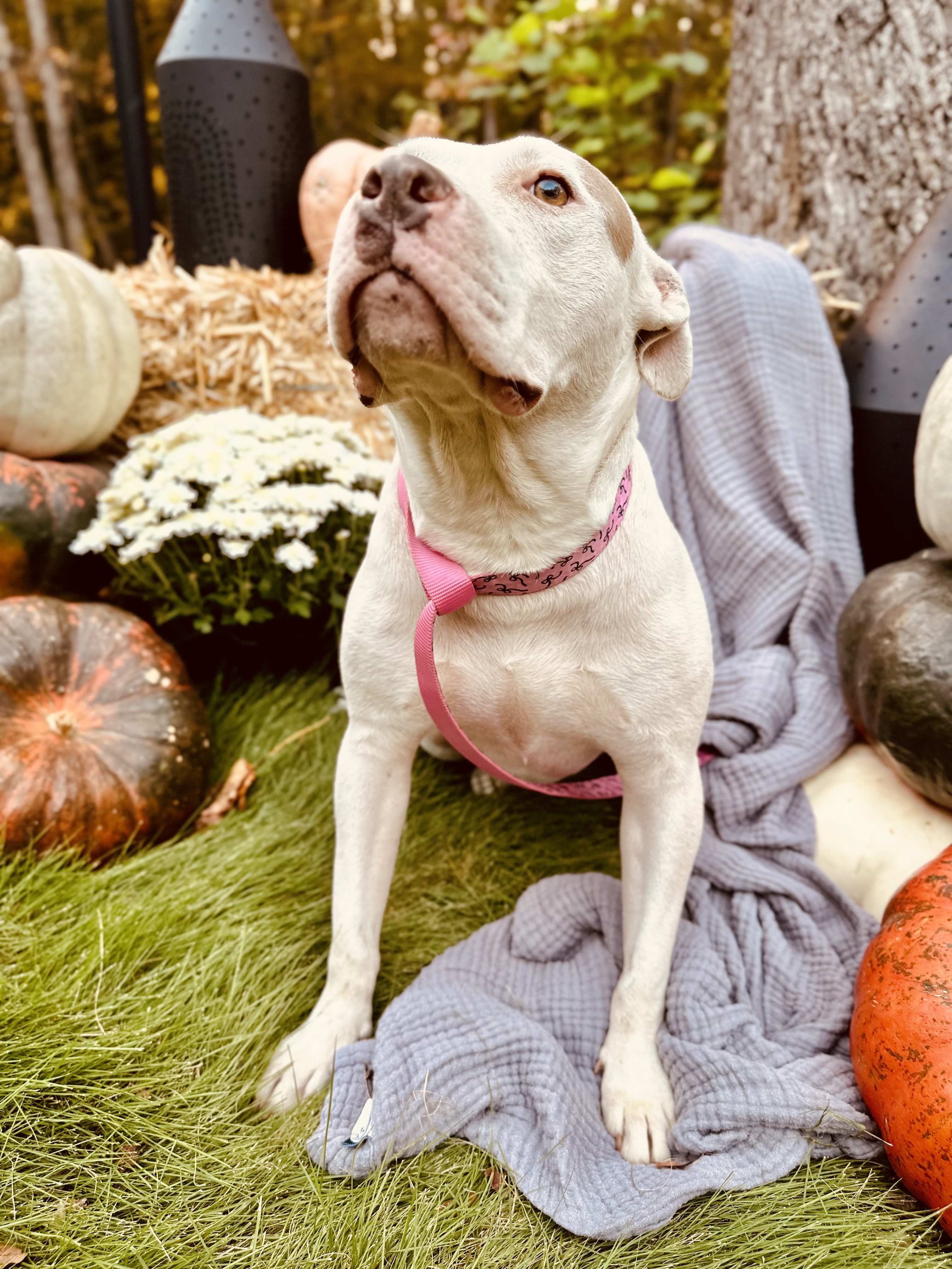 BettyLou, Adoptable, Adult Female Pit Bull Terrier.