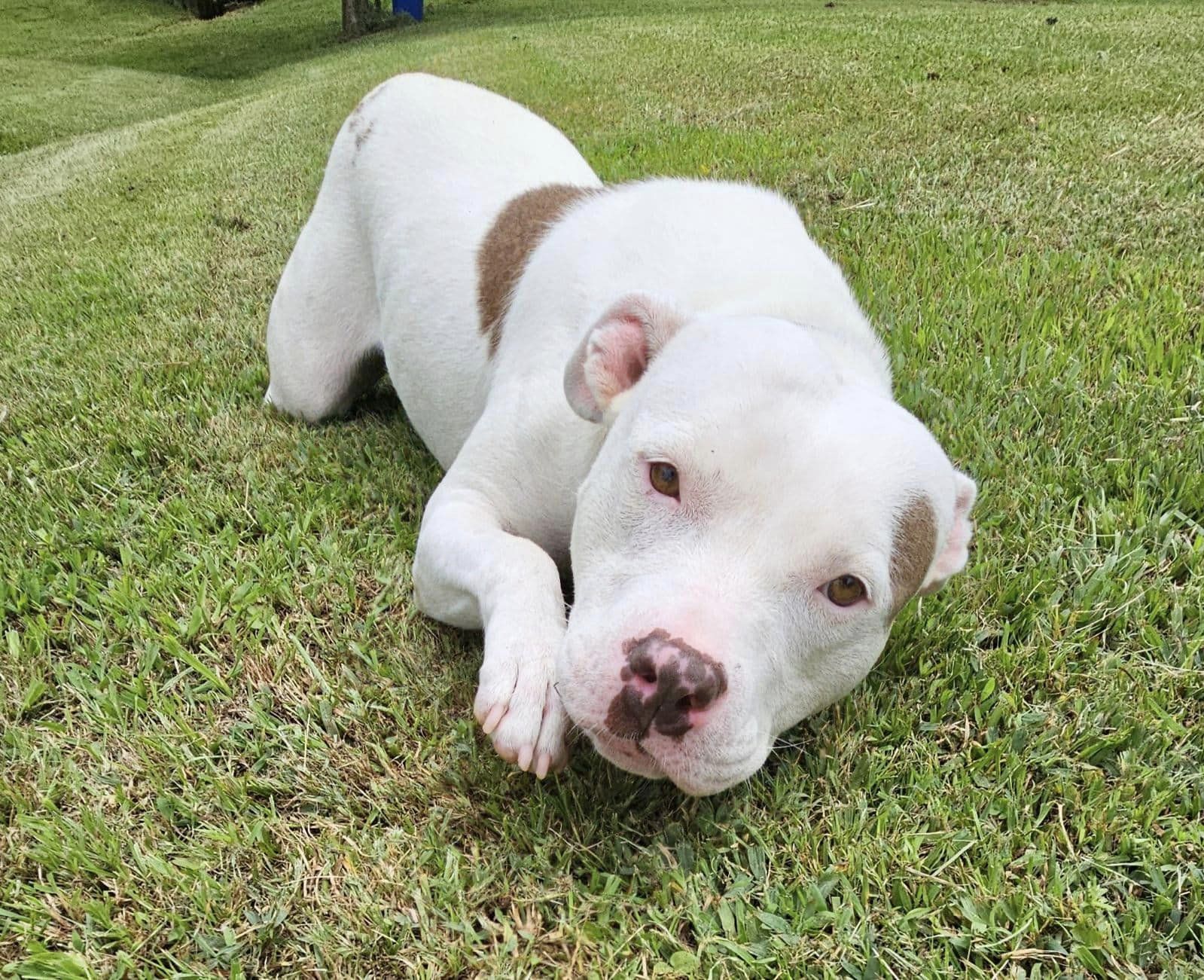 Enlarge BettyLou, a Adoptable Pit Bull Terrier in Baldwyn, MS image 1/6