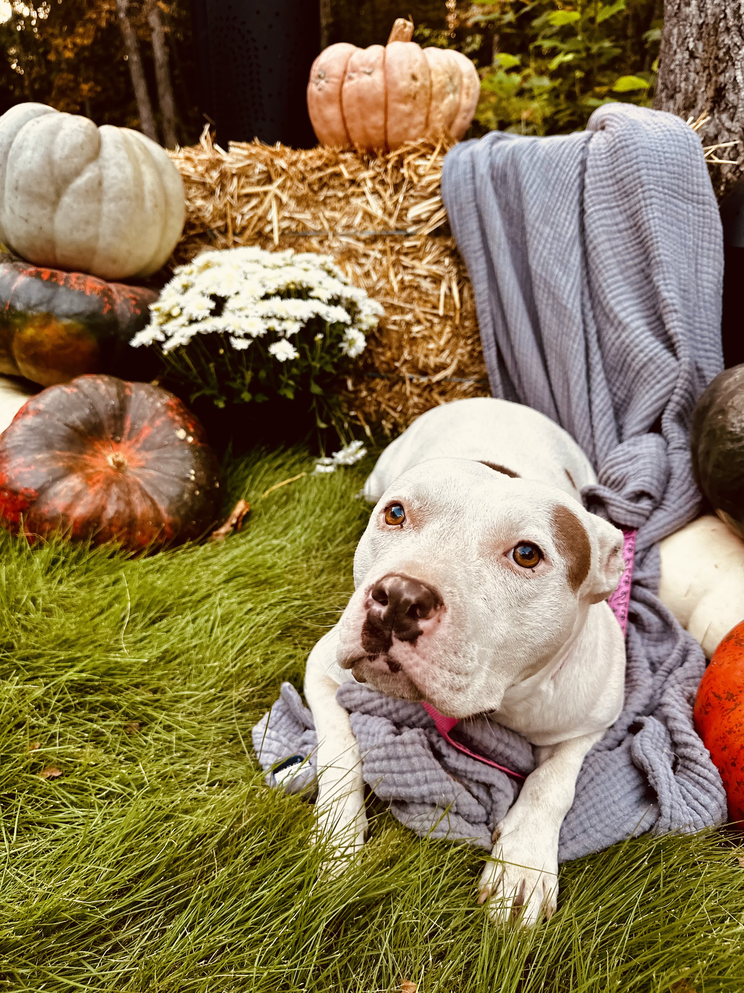 Enlarge BettyLou, a Adoptable Pit Bull Terrier in Baldwyn, MS image 3/6