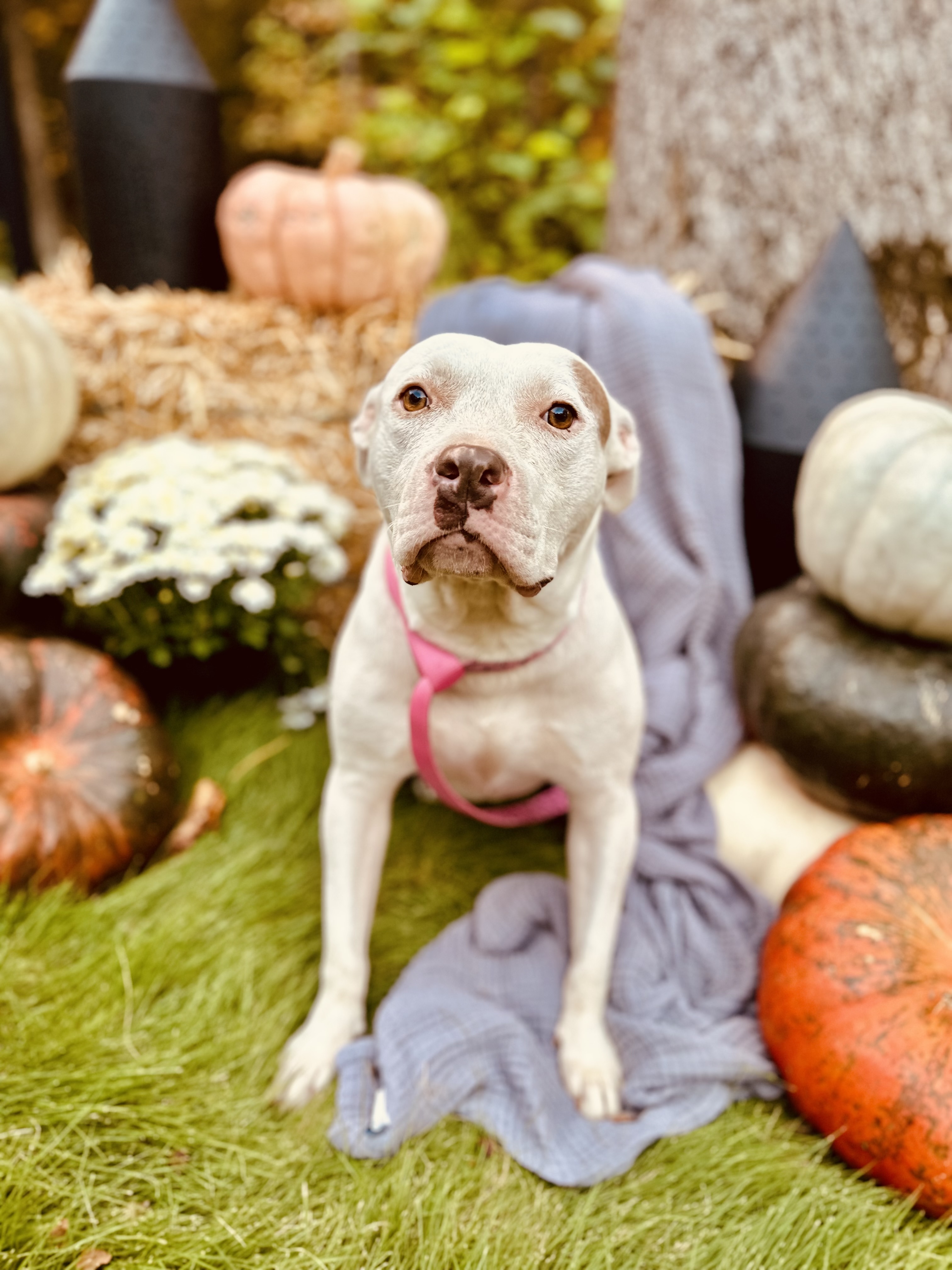 Enlarge BettyLou, a Adoptable Pit Bull Terrier in Baldwyn, MS image 2/6