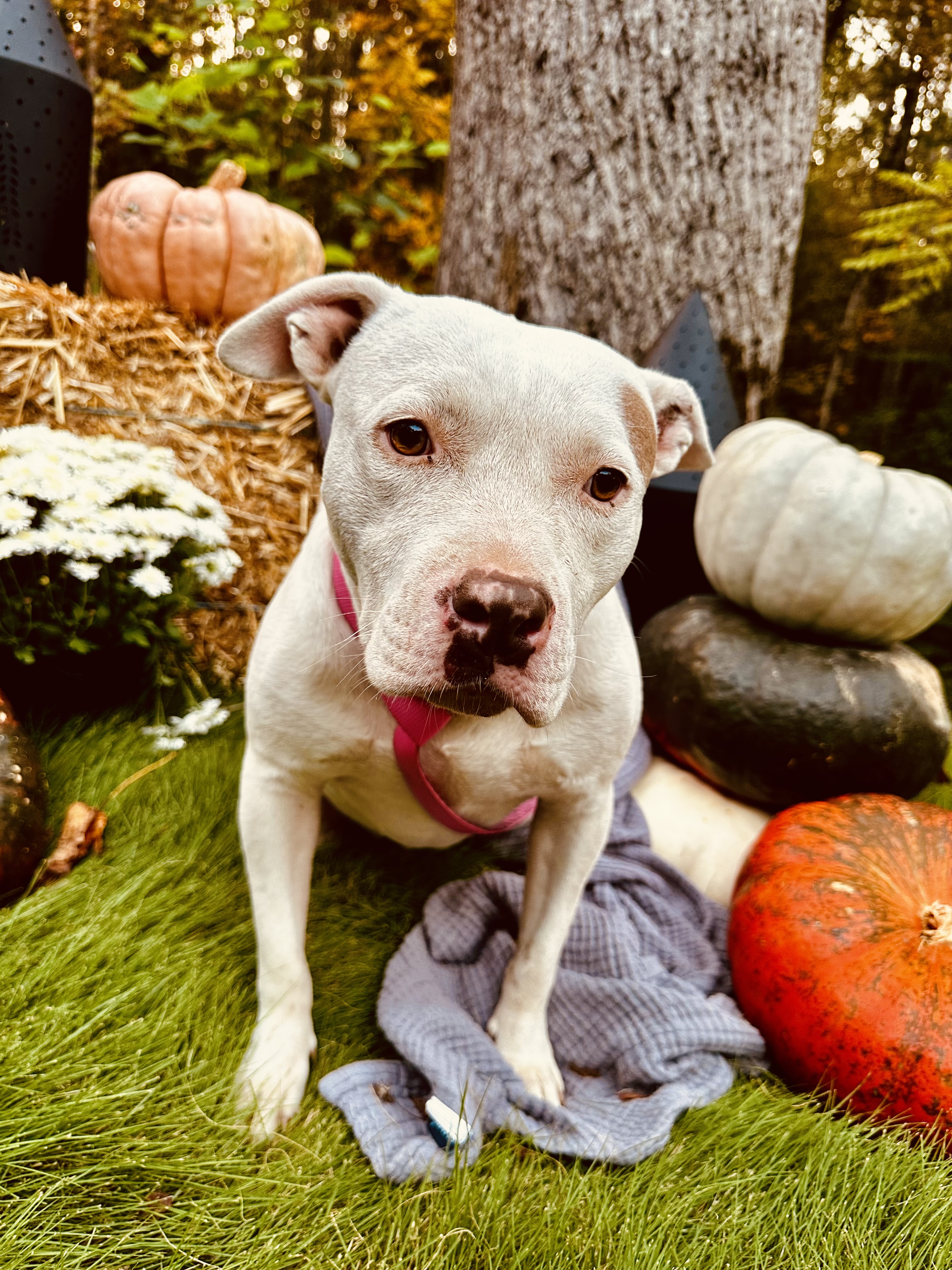 Enlarge BettyLou, a Adoptable Pit Bull Terrier in Baldwyn, MS image 6/6