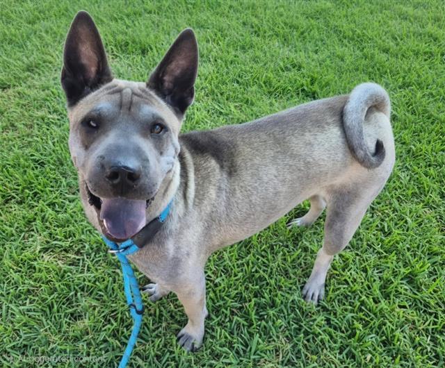 PANDA, Adoptable, Young Male Shar-Pei.