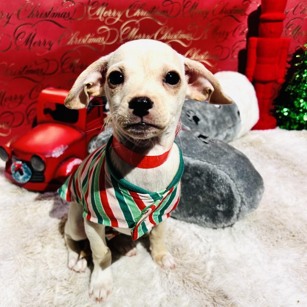 Enlarge Canela, a Adoptable mixed breed in Fredericksburg, VA image 1/3