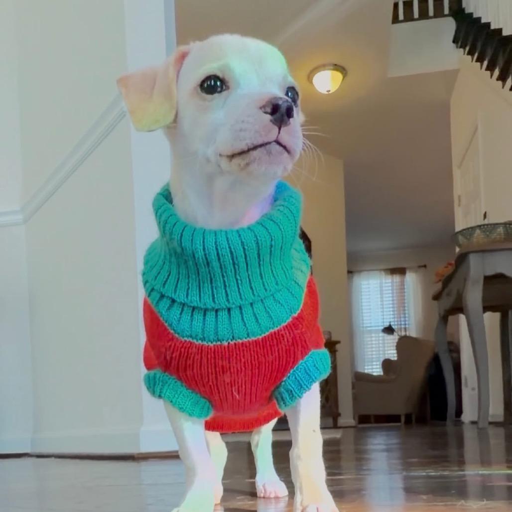 Enlarge Canela, a Adoptable mixed breed in Fredericksburg, VA image 2/3