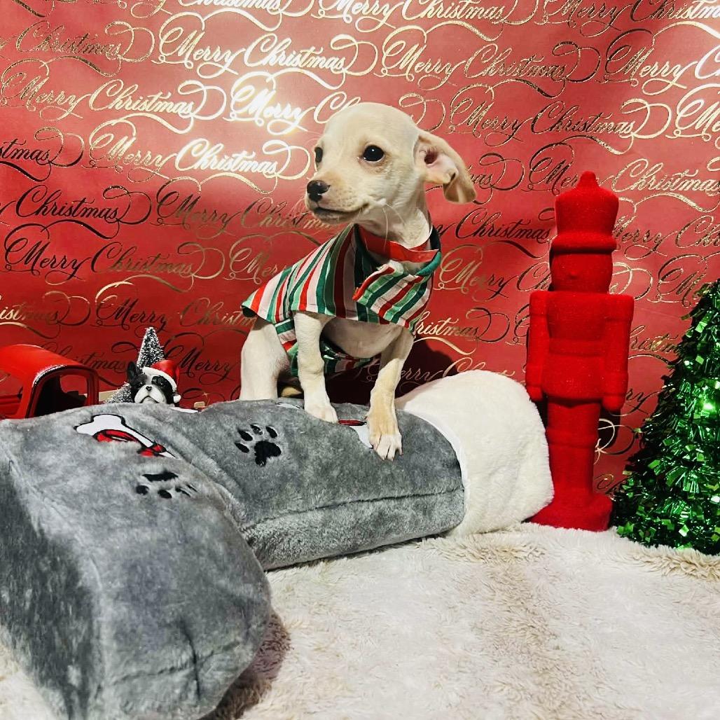 Enlarge Canela, a Adoptable mixed breed in Fredericksburg, VA image 3/3