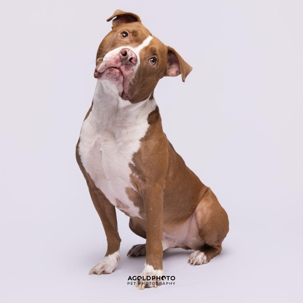 Benji, Adoptable, Adult Male Terrier & Terrier.