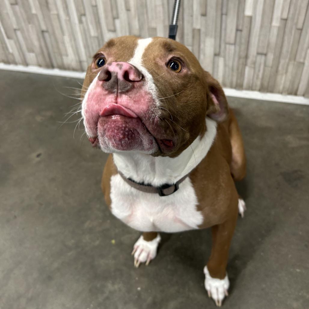 Enlarge Benji, a Adoptable mixed breed in Tampa, FL image 2/2