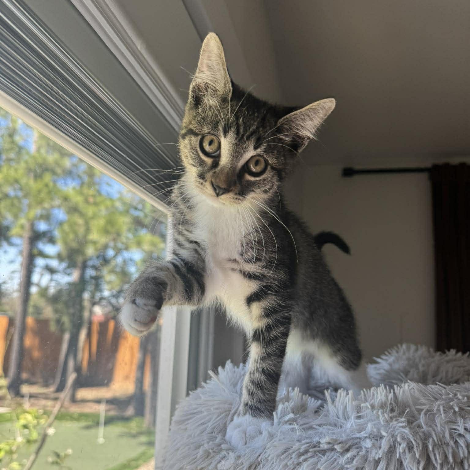 Enlarge Bubbles, an adopted American Shorthair in Houston, TX image 2/3