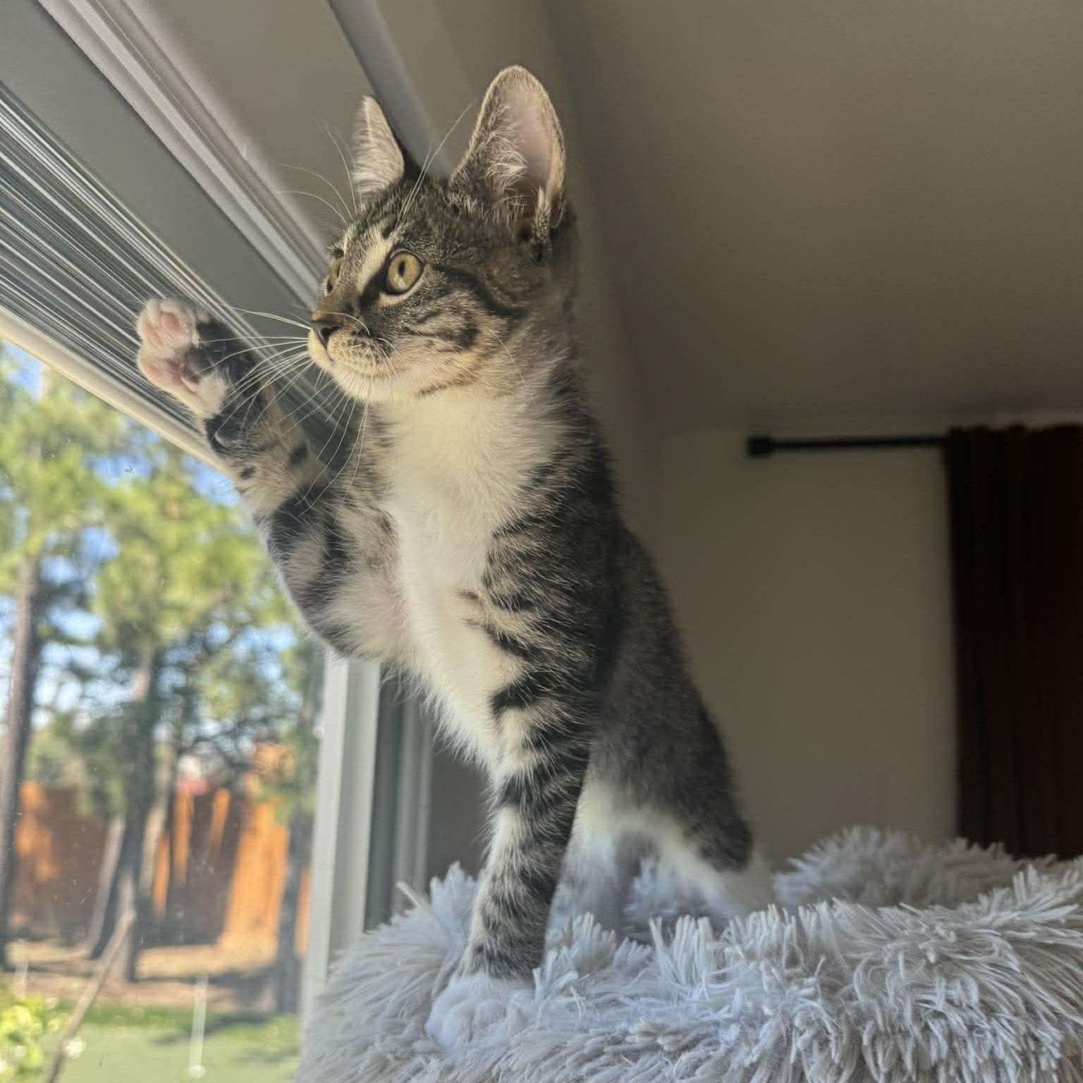 Enlarge Bubbles, an adopted American Shorthair in Houston, TX image 3/3