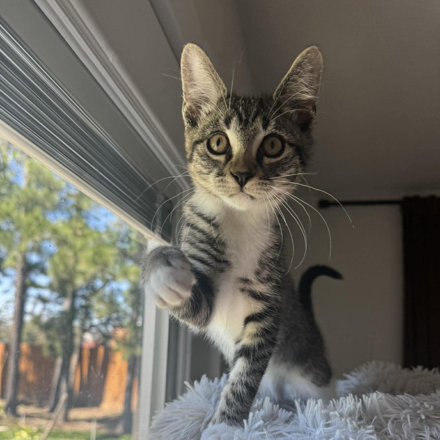 Enlarge Bubbles, an adopted American Shorthair in Houston, TX image 1/3