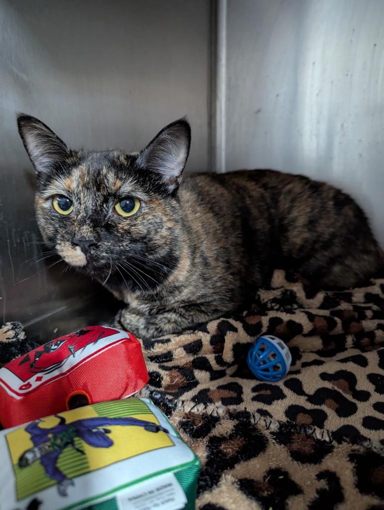 Enlarge Calliope, a Adoptable mixed breed in Cumming, GA image 1/1