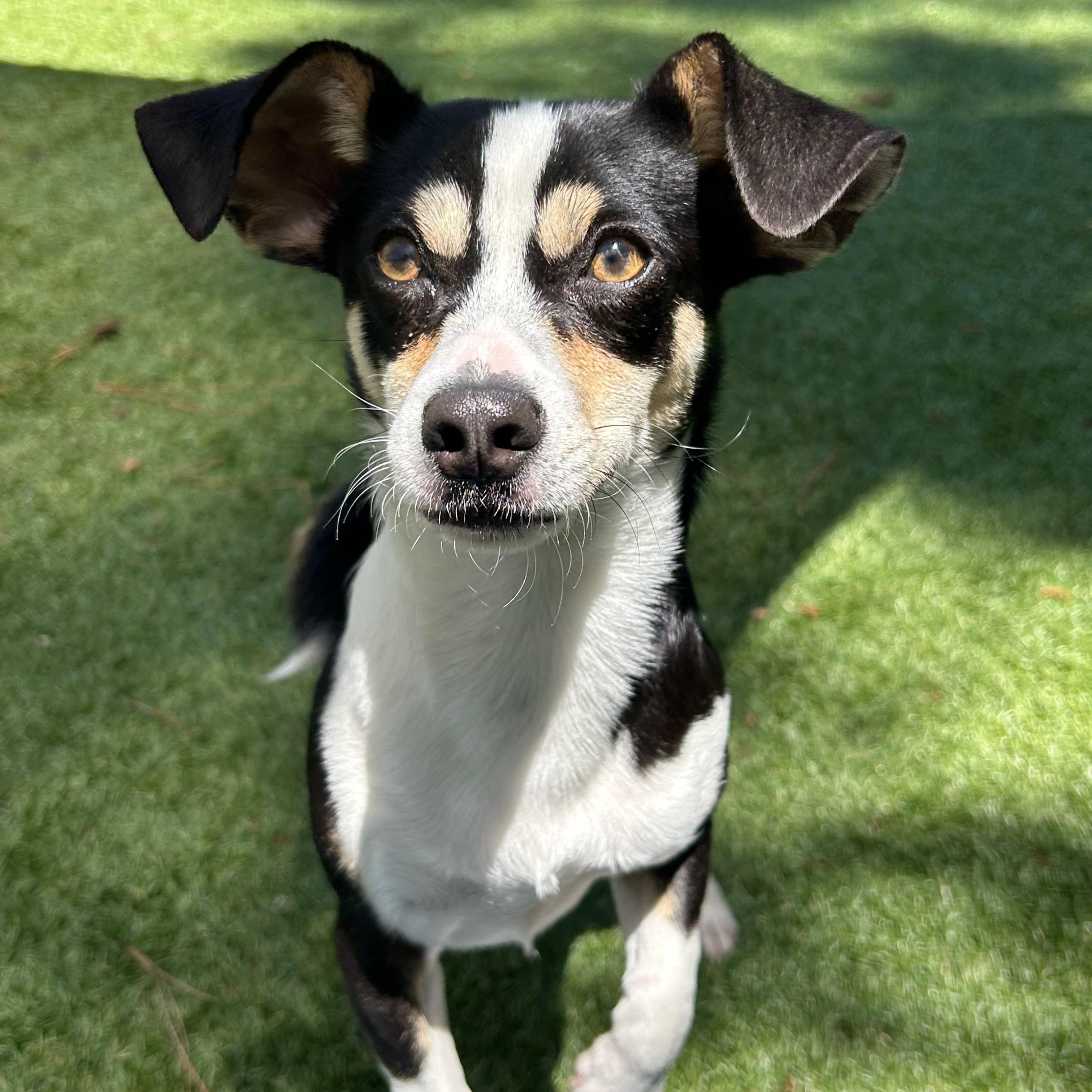 Sushi, Adoptable, Puppy Male Chihuahua.