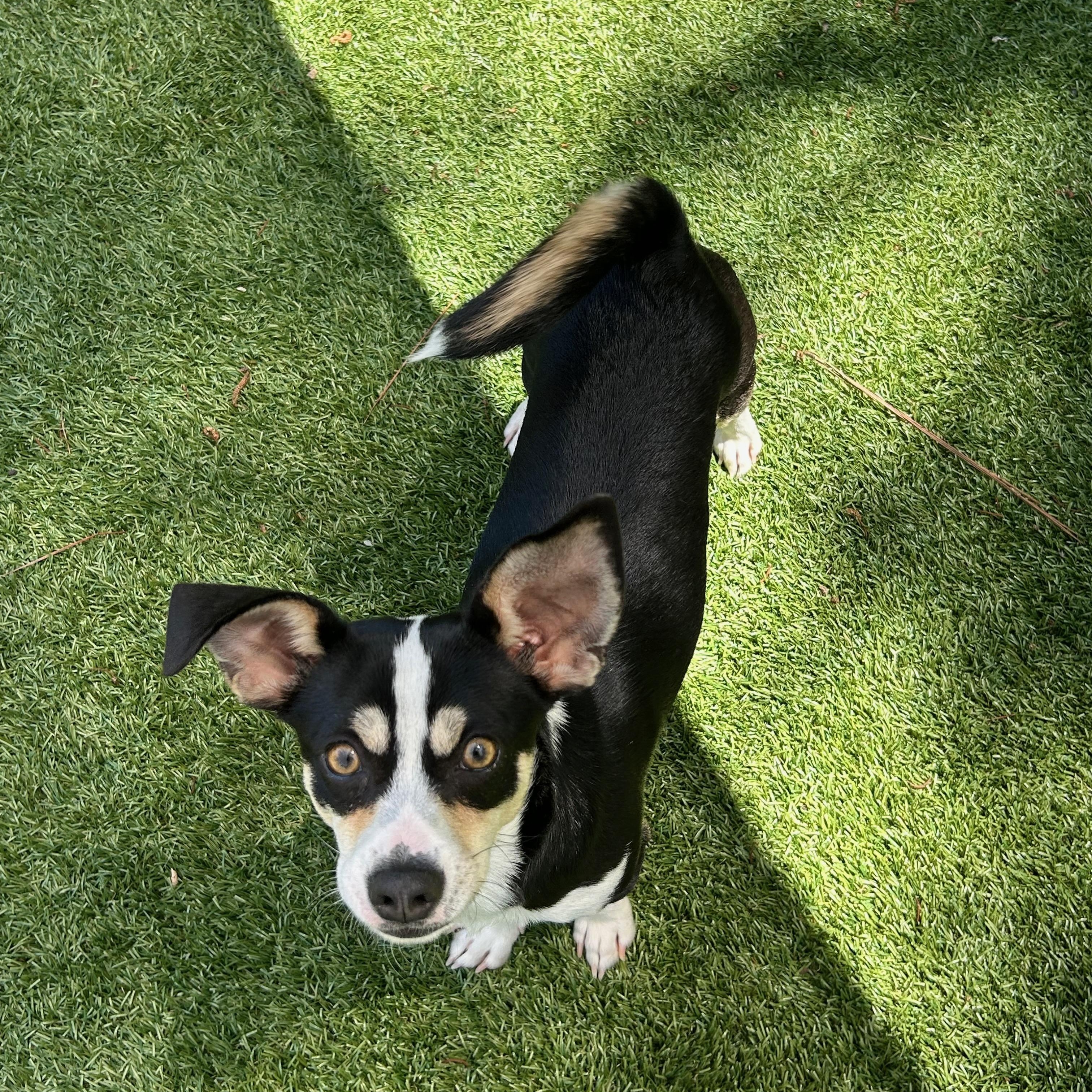 Enlarge Sushi, a Adoptable mixed breed in Salisbury, NC image 2/5