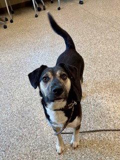 MISSY, Adoptable, Adult Female Siberian Husky & German Shepherd Dog.