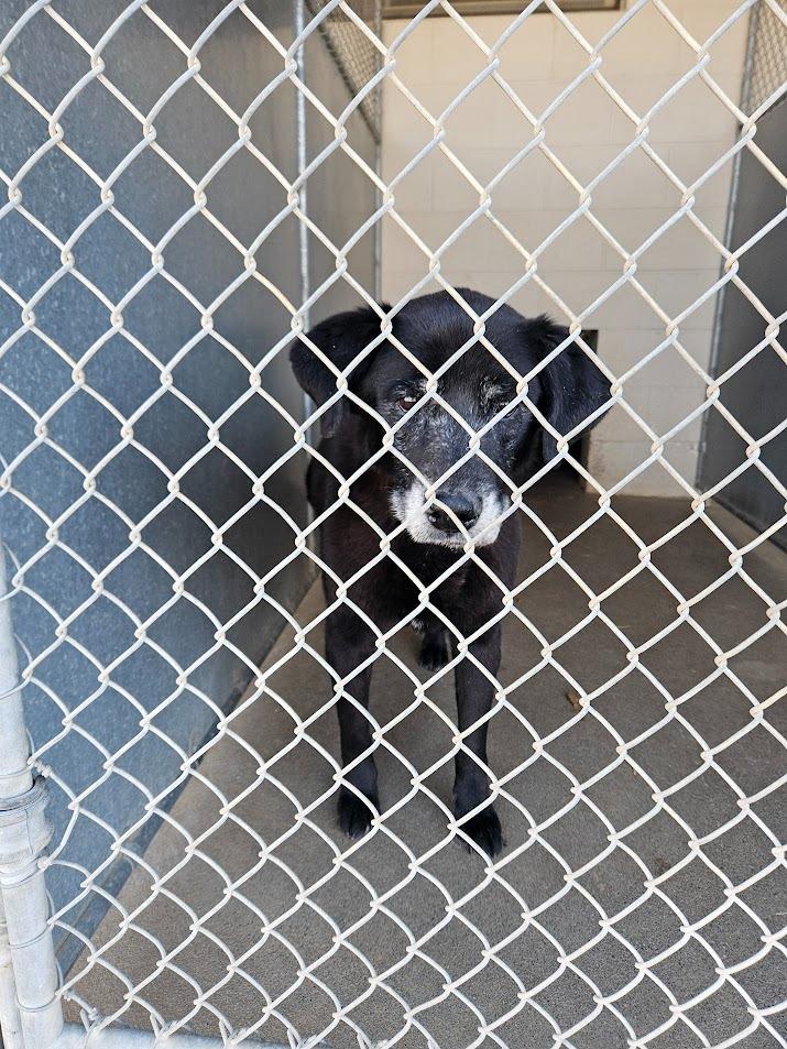 Kitty, Adoptable, Senior Female Labrador Retriever.