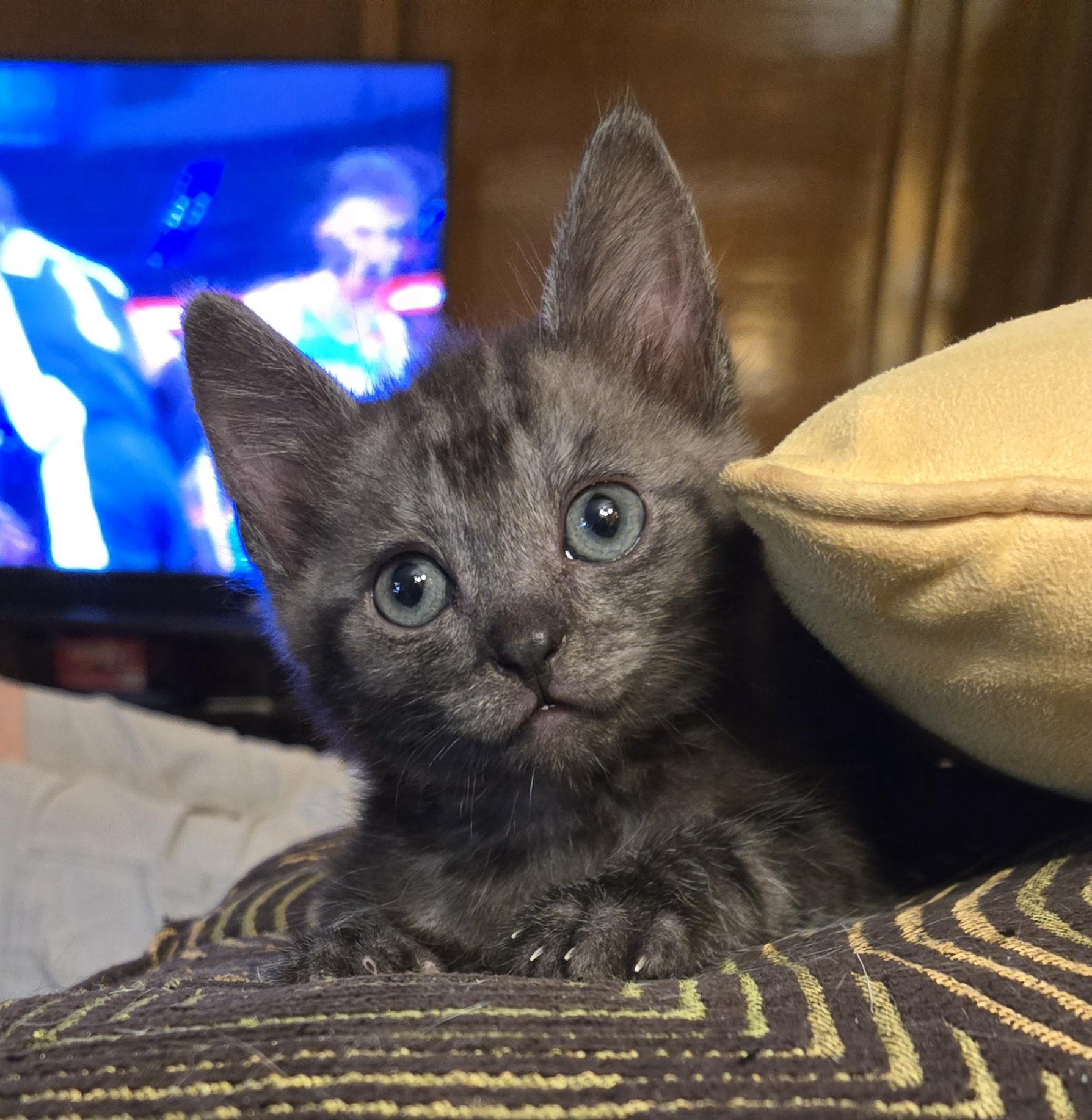 Blu, ADOPTABLE, Kitten Male Domestic Short Hair.