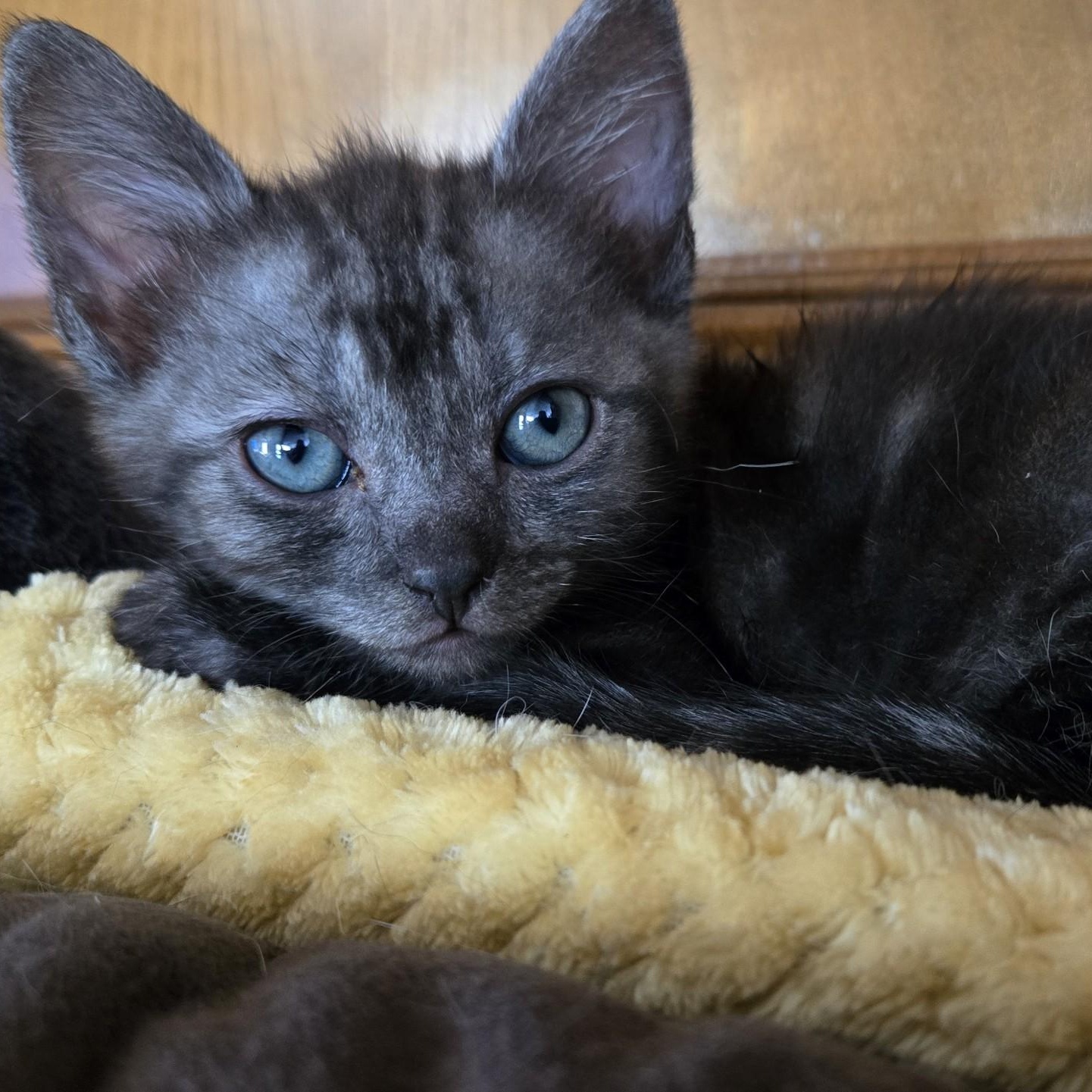 Enlarge Blu, a ADOPTABLE Domestic Short Hair in Huffman, TX image 3/3